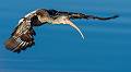 Kirms Photography White Ibis-8
